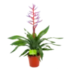 Aechmea Blue Rain - Kokerbromelia - P12 H55 - Roze-Paars - Kamerplant