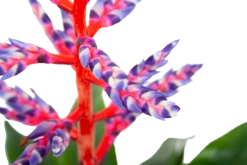 Aechmea Blue Rain - Kokerbromelia - P12 H55 - Roze-Paars - Kamerplant -Botanische Tuin aechmea blue rain kokerbromelia p12 h55 roze paars 6