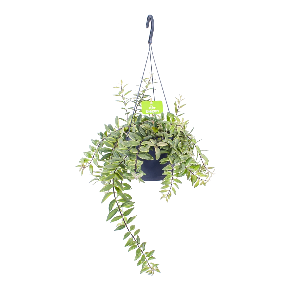 Aeschynanthus Bolero Bicolore - Lipstickplant - In Hangpot - P17 H40 - Kamerplant