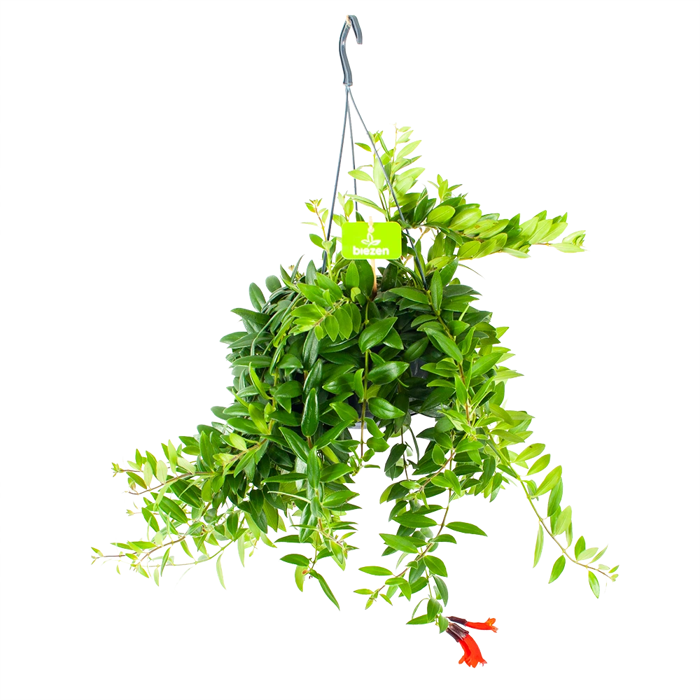 Aeschynanthus Caroline - Lipstickplant - In Hangpot - P15 H25 - Kamerplant 1 Aeschynanthus Caroline - Lipstickplant - In Hangpot - P15 H25 - Kamerplant