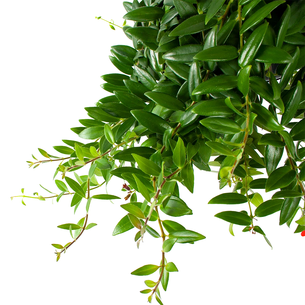 Aeschynanthus Caroline - Lipstickplant - In Hangpot - P15 H25 - Kamerplant 2 Aeschynanthus Caroline - Lipstickplant - In Hangpot - P15 H25 - Kamerplant - Afbeelding 2