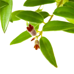 Aeschynanthus Caroline - Lipstickplant - In Hangpot - P15 H25 - Kamerplant 6 Aeschynanthus Caroline - Lipstickplant - In Hangpot - P15 H25 - Kamerplant -Botanische Tuin aeschynanthus caroline lipstickplant in hangpot p15 h25 6