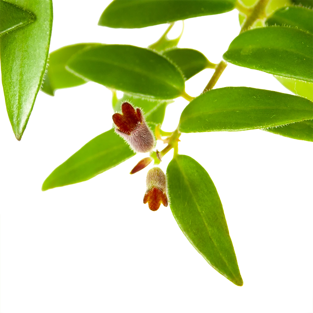 Aeschynanthus Caroline - Lipstickplant - In Hangpot - P15 H25 - Kamerplant 3 Aeschynanthus Caroline - Lipstickplant - In Hangpot - P15 H25 - Kamerplant - Afbeelding 3