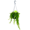 Aeschynanthus Japhrolepis - Lipstickplant - In Hangpot - P15 H20 - Kamerplant