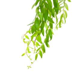 Aeschynanthus Japhrolepis - Lipstickplant - In Hangpot - P15 H20 - Kamerplant -Botanische Tuin aeschynanthus japhrolepis lipstickplant in hangpot p15 6