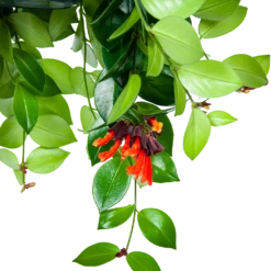 Aeschynanthus Monalisa - Lipstickplant - In Hangpot - P15 H20 - Kamerplant -Botanische Tuin aeschynanthus monalisa lipstickplant in hangpot p15 5
