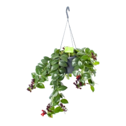 Aeschynanthus Monalisa - Lipstickplant - In Hangpot - P17 H40 - Kamerplant