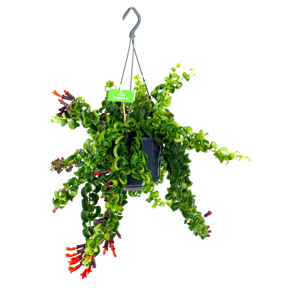 Aeschynanthus Rasta - Lipstickplant - In Hangpot - P15 H20 - Kamerplant 1 Aeschynanthus Rasta - Lipstickplant - In Hangpot - P15 H20 - Kamerplant