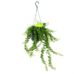 Aeschynanthus Twister - Lipstickplant - In Hangpot - P15 H20 - Kamerplant