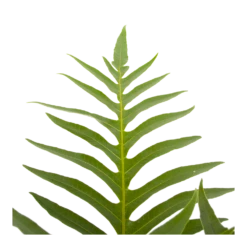 Aglaomorpha Jim - P19 H65 - Kamerplant -Botanische Tuin aglaomorpha jim p19 h65 3