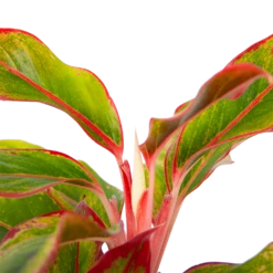 Aglaonema Light Star - P19 H35 - Kamerplant -Botanische Tuin aglaonema light star p19 h35 4