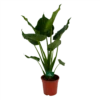 Alocasia Cucullata - Olifantsoor - P21 H90 - Kamerplant