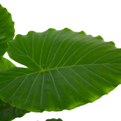 Alocasia Gageana California - Olifantsoor - P21 H85 - Kamerplant -Botanische Tuin alocasia gageana california olifantsoor p21 h85 6 1