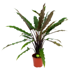 Voorkant 12 Alocasia Lauterbachiana - Olifantsoor - P27 H110 - Kamerplant