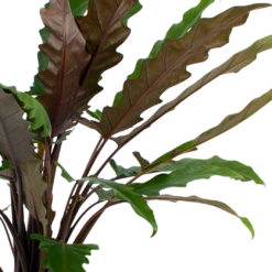 Voorkant -Botanische Tuin alocasia lauterbachiana olifantsoor p27 h110 5 2