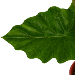 Alocasia Portodora - Olifantsoor - P21 H90 - Kamerplant -Botanische Tuin alocasia portodora olifantsoor p21 h90 4