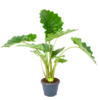 Alocasia Portodora - Olifantsoor - P35 H135 - Kamerplant