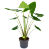 Alocasia Zebrina - Olifantsoor - P32 H120 - Kamerplant