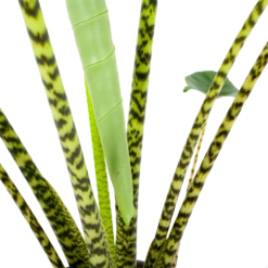 Alocasia Zebrina - Olifantsoor - P32 H120 - Kamerplant -Botanische Tuin alocasia zebrina olifantsoor p32 h120 6