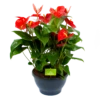 Anthurium Andreanum - Flamingoplant - P30 H80 Rood - Kamerplant