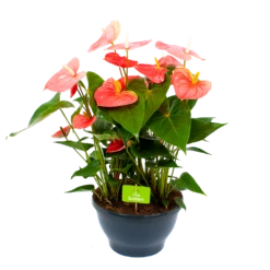 Anthurium Andreanum - Flamingoplant - P30 H80 Roze - Kamerplant