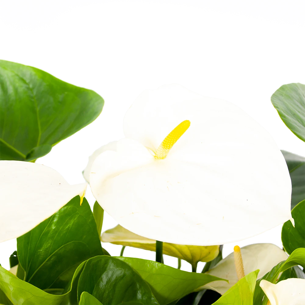 Anthurium Andreanum - Flamingoplant - P30 H80 Wit - Kamerplant 2 Anthurium Andreanum - Flamingoplant - P30 H80 Wit - Kamerplant - Afbeelding 2