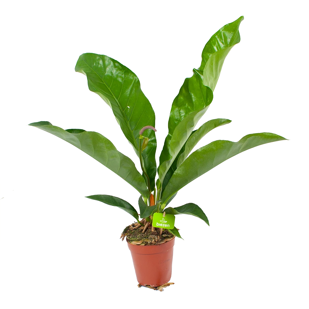 Anthurium Brownii Arrow - P15 H60 - Kamerplant 1 Anthurium Brownii Arrow - P15 H60 - Kamerplant