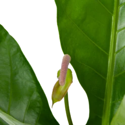 Anthurium Brownii Arrow - P15 H60 - Kamerplant 4 Anthurium Brownii Arrow - P15 H60 - Kamerplant -Botanische Tuin anthurium brownii arrow p15 h60 5