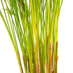 Areca - Goudpalm - P17 H90 - Kamerplant 6 Areca - Goudpalm - P17 H90 - Kamerplant -Botanische Tuin areca goudpalm p17 h90 6 2