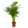 Areca - Goudpalm - P24 H140 - Kamerplant