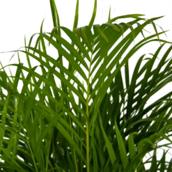 Areca - Goudpalm - P24 H140 - Kamerplant -Botanische Tuin areca goudpalm p24 h140 kamerplant 4