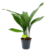 Aspidistra Elatior - Kwartjesplant - P15 H60 - Kamerplant