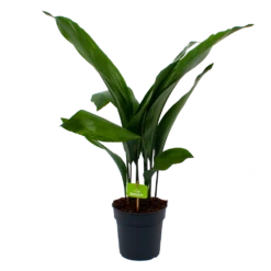 Aspidistra Elatior - Kwartjesplant - P17 H70 - Kamerplant