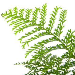 Asplenium Parvati - Moedervaren - In Hangpot - P17 H30 - Kamerplant -Botanische Tuin asplenium parvati moedervaren in hangpot p17 h30 6