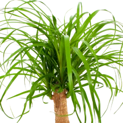 Beaucarnea Recurvata - Op Stam - Olifantenpoot - P21 H60 - Kamerplant -Botanische Tuin beaucarnea recurvata op stam olifantenpoot p21 h60 6 1