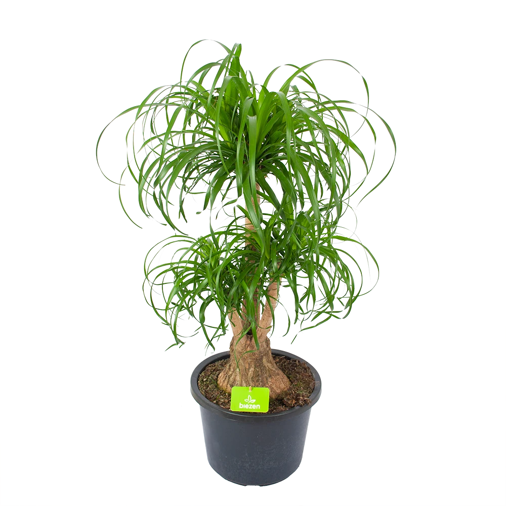 Beaucarnea Recurvata - Vertakt - Olifantenpoot - P32 H90 - Kamerplant 1 Beaucarnea Recurvata - Vertakt - Olifantenpoot - P32 H90 - Kamerplant
