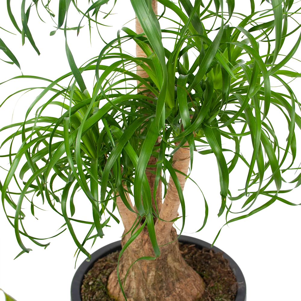Beaucarnea Recurvata - Vertakt - Olifantenpoot - P32 H90 - Kamerplant 2 Beaucarnea Recurvata - Vertakt - Olifantenpoot - P32 H90 - Kamerplant - Afbeelding 2