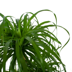 Beaucarnea Recurvata - Vertakt - Olifantenpoot - P32 H90 - Kamerplant 6 Beaucarnea Recurvata - Vertakt - Olifantenpoot - P32 H90 - Kamerplant -Botanische Tuin beaucarnea recurvata vertakt olifantenpoot p32 h90 6 3