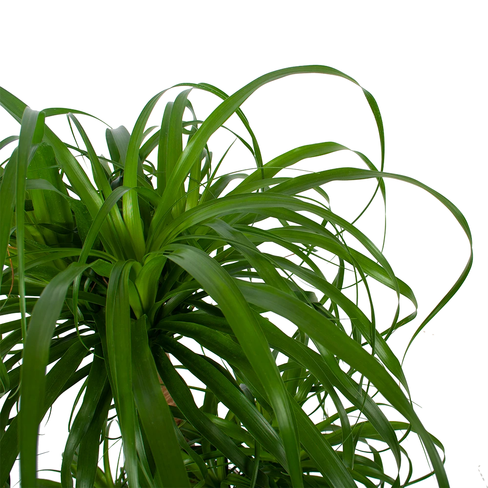 Beaucarnea Recurvata - Vertakt - Olifantenpoot - P32 H90 - Kamerplant 3 Beaucarnea Recurvata - Vertakt - Olifantenpoot - P32 H90 - Kamerplant - Afbeelding 3