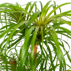 Beaucarnea Recurvata - Vertakt - Olifantenpoot - P38 H110 - Kamerplant -Botanische Tuin beaucarnea recurvata vertakt olifantenpoot p38 h110 5 1