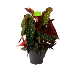 Bladbegonia Maculata - Stippenplant - P17 H35 - Kamerplant