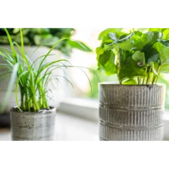 Bloempot Denise - D17 X H17cm - Off White 5 Bloempot Denise - D17 X H17cm - Off White -Botanische Tuin bloempot denise d17 x h17cm off white bloempot 3