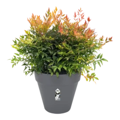 Bloempot Elho Loft Urban Rond 60cm - Antraciet -Botanische Tuin bloempot elho loft urban rond antraciet bloempot antraciet 3 2