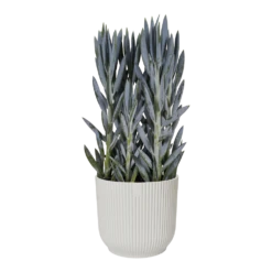Bloempot Elho Vibes Fold Rond Wielen - D35 X H32cm - Zijdewit 5 Bloempot Elho Vibes Fold Rond Wielen - D35 X H32cm - Zijdewit -Botanische Tuin bloempot elho vibes fold rond wielen d35 x h32cm zijdewit bloempot 3 3