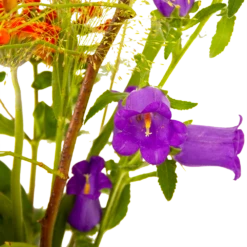 Boeket Plukgeluk Klein -Botanische Tuin boeket plukgeluk klein boeketten 4