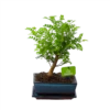 Bonsai Zanthoxylum Piperitum - Peperboom - P20 H30 - Kamerplant