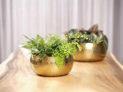 Plantenschaal Kody - D28 X H13cm - Goud -Botanische Tuin bowl kody gold d28 h13 schaal 7 12