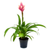 Bromelia Guzmania Candy - P12 H55 Roze - Kamerplant