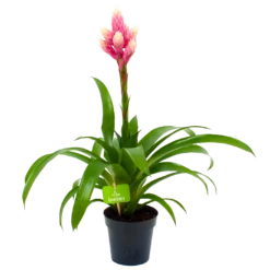 Bromelia Guzmania Candy - P12 H55 Roze - Kamerplant
