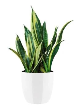 Bloempot Elho Brussels Diamond Rond 22cm - Wit 6 Bloempot Elho Brussels Diamond Rond 22cm - Wit -Botanische Tuin brussels diamond rond 22cm bloempot wit 6 20